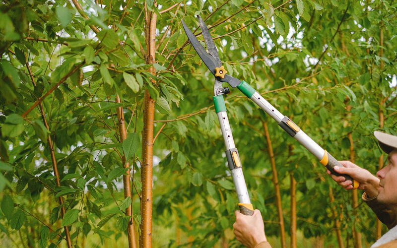 Tree trimming in Ontonagon, MI